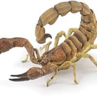 Papo scorpion pack of 5